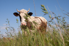 Корова